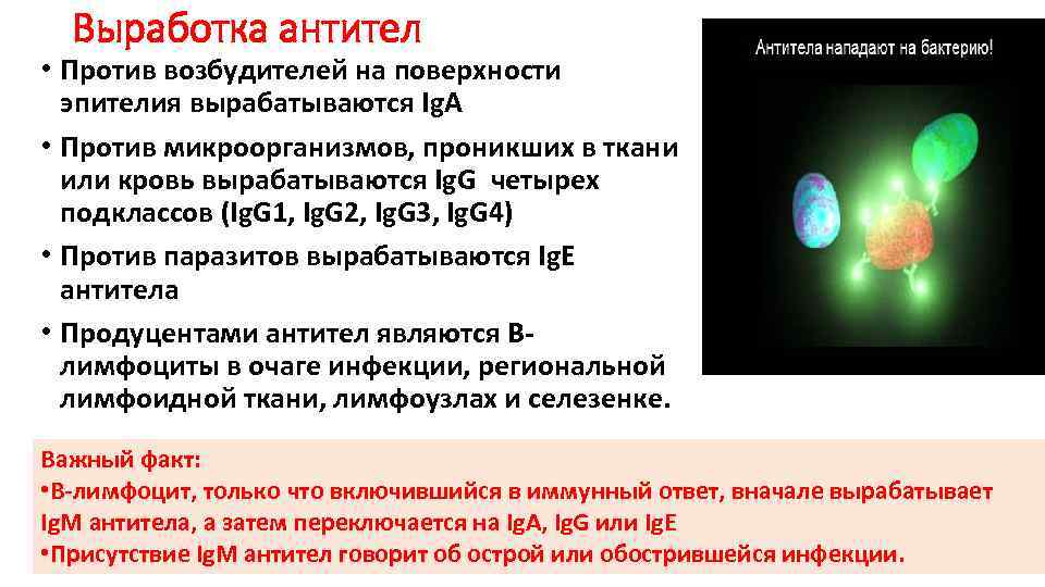 Выработка антител • Против возбудителей на поверхности эпителия вырабатываются Ig. A • Против микроорганизмов,