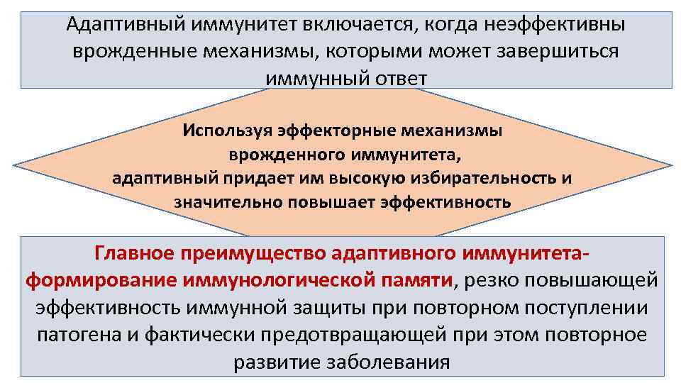 Адаптивный иммунитет включается, когда неэффективны врожденные механизмы, которыми может завершиться иммунный ответ Используя эффекторные