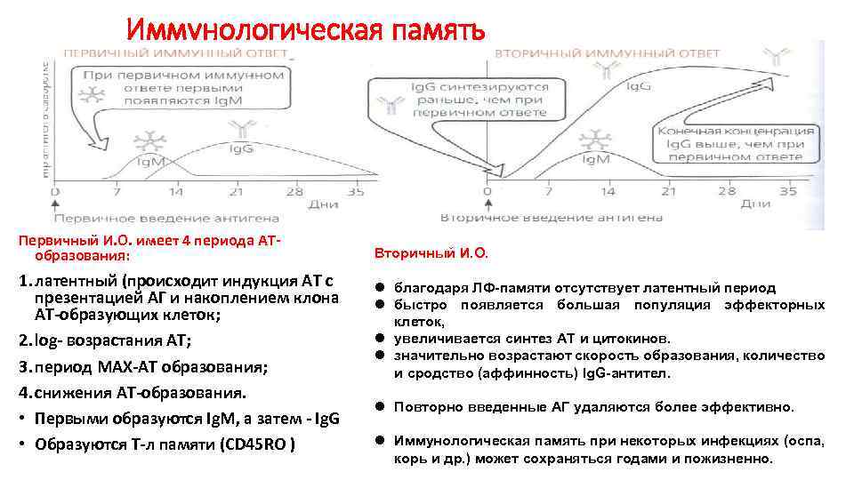 Иммунологическая память Первичный И. О. имеет 4 периода АТобразования: 1. латентный (происходит индукция АТ