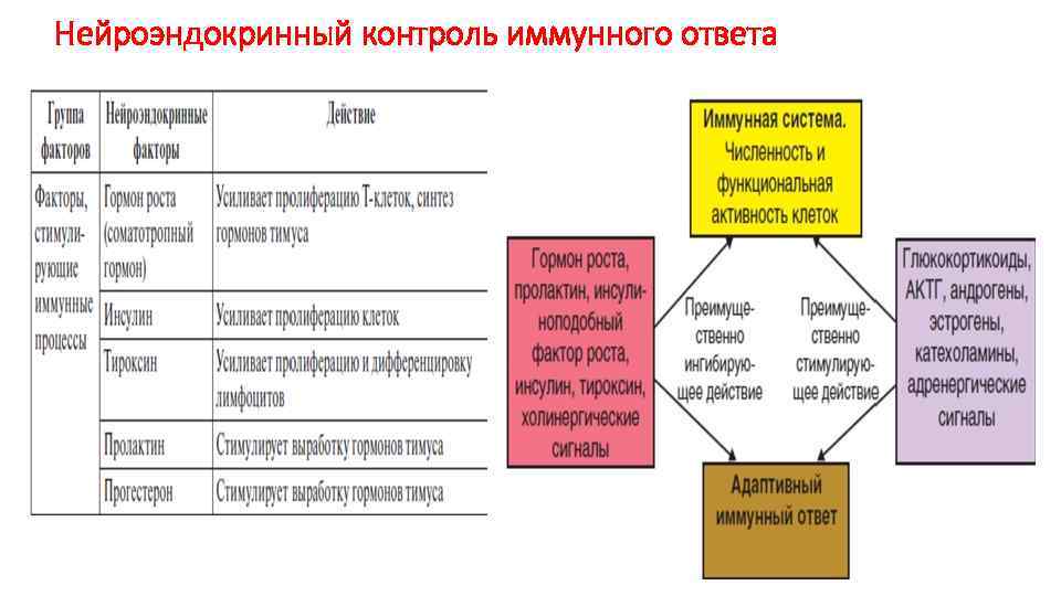 Нейроэндокринный контроль иммунного ответа 