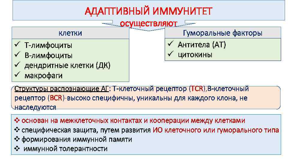 Адаптивный это. Адаптивный иммунитет иммунология. Клеточный адаптивный иммунитет. Факторы адаптивного иммунитета. Гуморальные факторы адаптивного иммунитета.