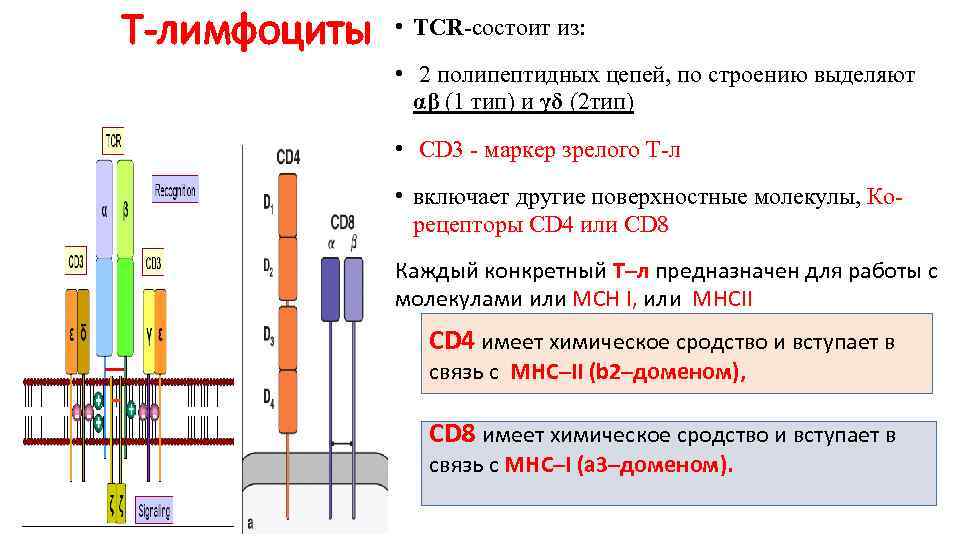 Т-лимфоциты • TCR-состоит из: • 2 полипептидных цепей, по строению выделяют αβ (1 тип)