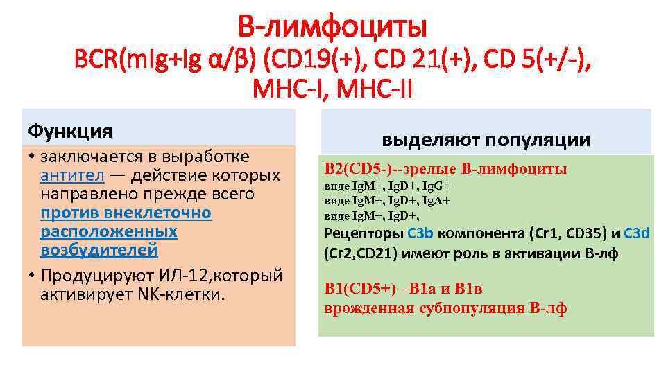 В-лимфоциты ВСR(m. Ig+Ig α/β) (СD 19(+), СD 21(+), СD 5(+/-), МНС-II Функция • заключается