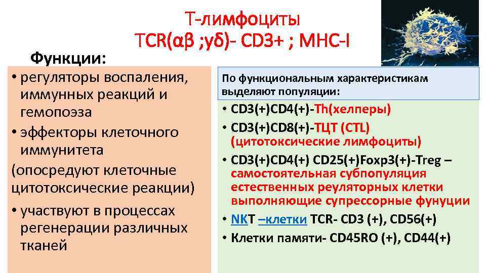 Функции: Т-лимфоциты ТСR(αβ ; yδ)- СD 3+ ; МНС-I • регуляторы воспаления, иммунных реакций
