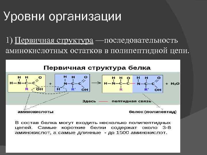 Уровни организации 1) Первичная структура —последовательность аминокислотных остатков в полипептидной цепи. 