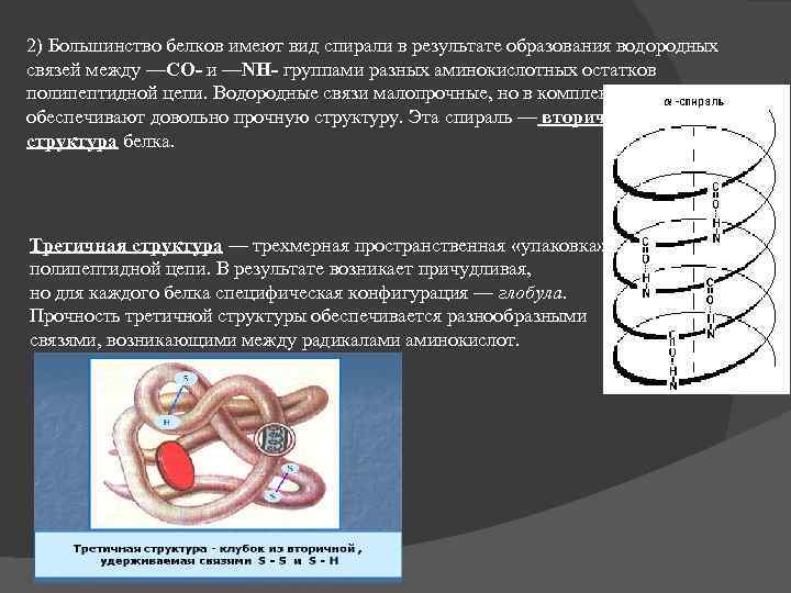 2) Большинство белков имеют вид спирали в результате образования водородных связей между —CO- и