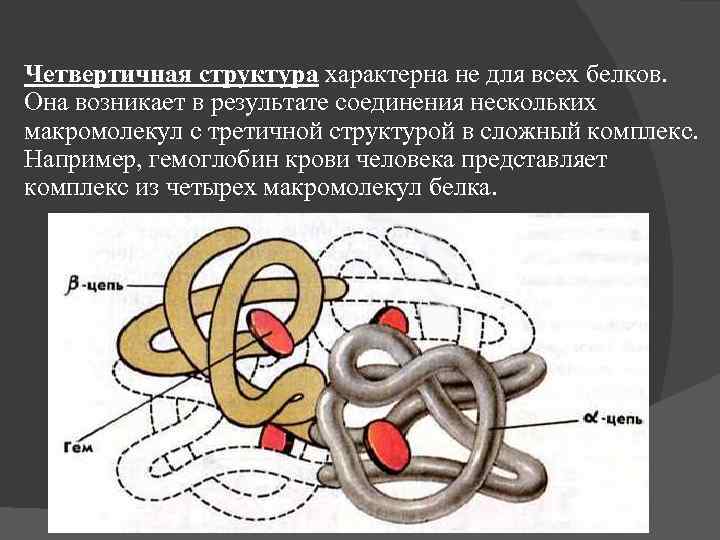 Четвертичная структура белка картинка