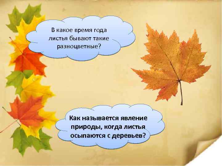 В какое время года листья бывают такие разноцветные? Как называется явление природы, когда листья