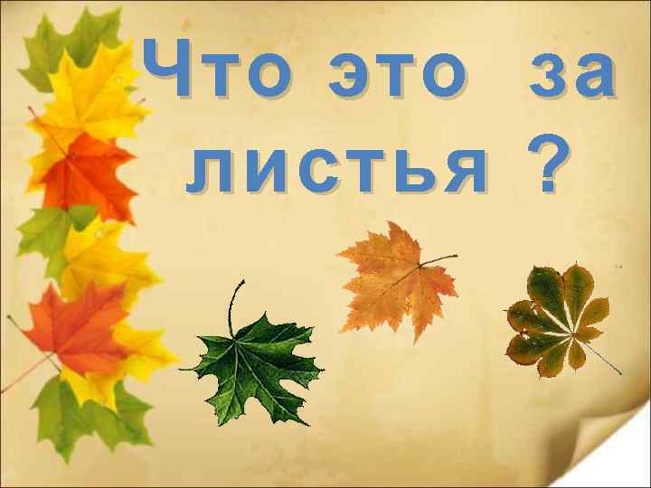 Что это листья за ? 