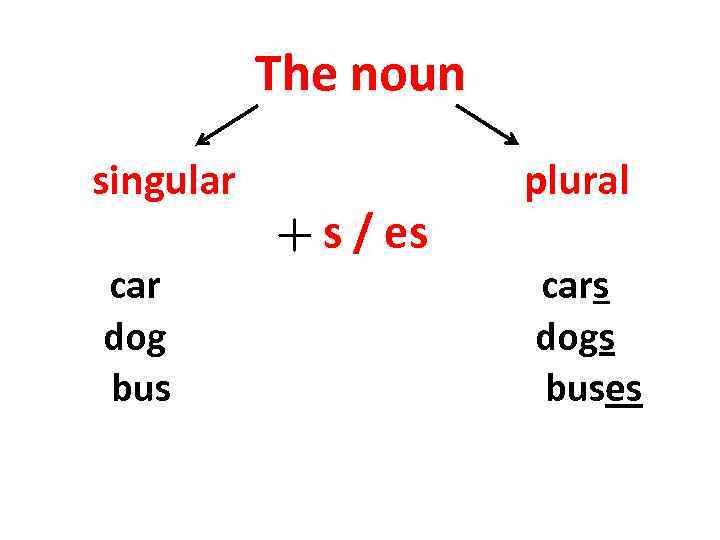 The noun singular car dog bus s / es plural cars dogs buses 