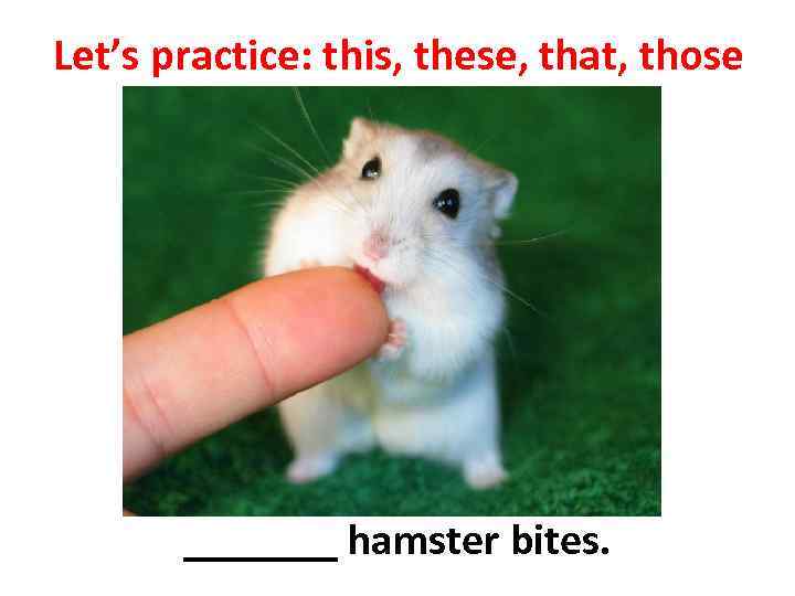 Let’s practice: this, these, that, those _______ hamster bites. 