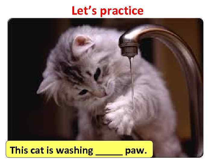 Let’s practice This cat is washing _____ paw. 