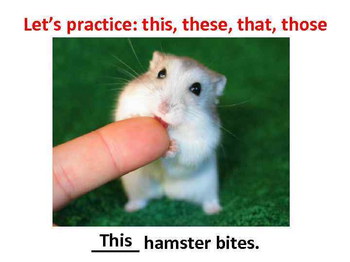 Let’s practice: this, these, that, those This _____ hamster bites. 