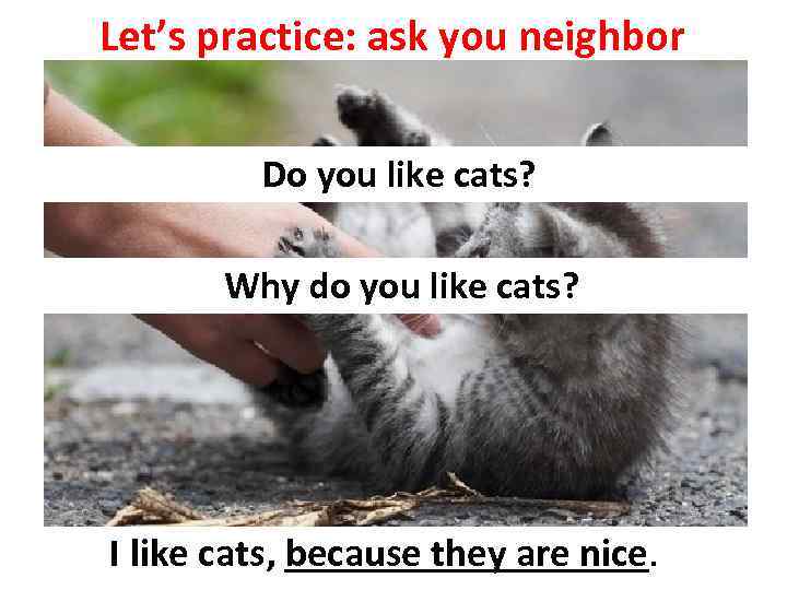 Let’s practice: ask you neighbor Do you like cats? Why do you like cats?