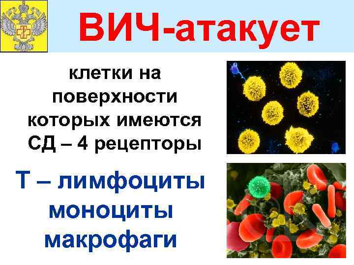 ВИЧ-атакует клетки на поверхности которых имеются СД – 4 рецепторы Т – лимфоциты моноциты