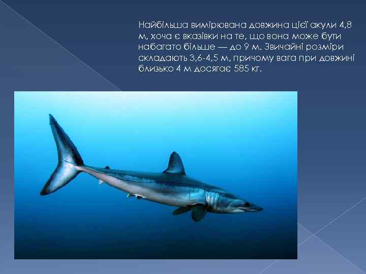 Найбільша вимірювана довжина цієї акули 4, 8 м, хоча є вказівки на те, що