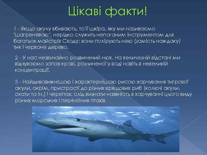 Цікаві факти! 1 - Якщо акулу вбивають, то її шкіра, яку ми називаємо 