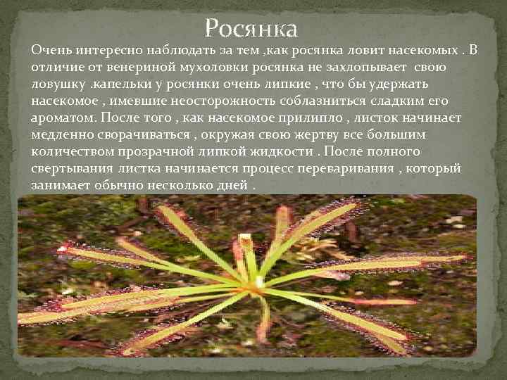 Росянка Очень интересно наблюдать за тем , как росянка ловит насекомых. В отличие от