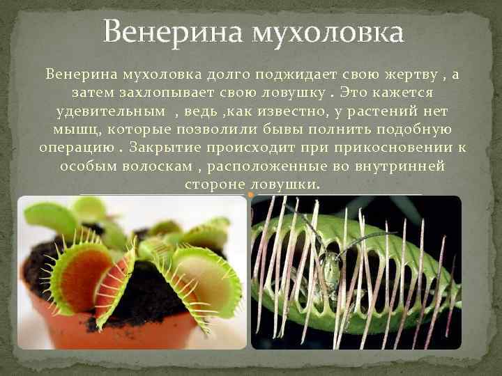 Венерина мухоловка долго поджидает свою жертву , а затем захлопывает свою ловушку. Это кажется