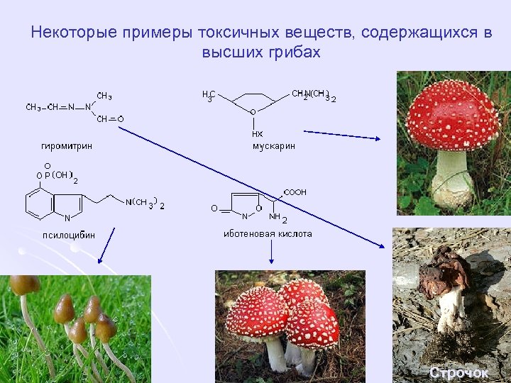 Некоторые примеры токсичных веществ, содержащихся в высших грибах Строчок 