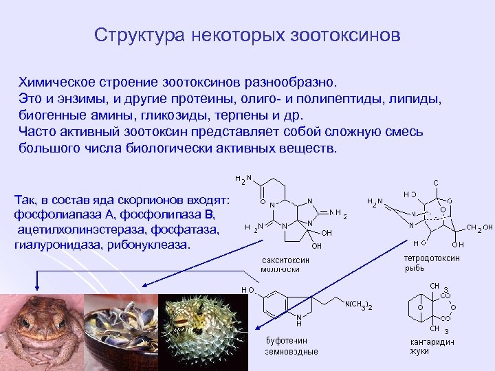 Строение некоторые