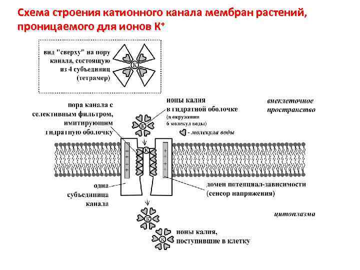 Схема строения катионного канала мембран растений, проницаемого для ионов К+ 