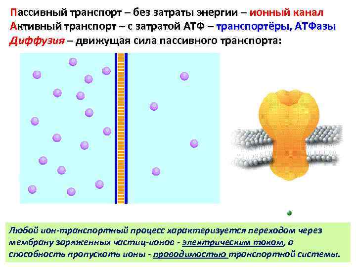 Пассивный транспорт – без затраты энергии – ионный канал Активный транспорт – с затратой