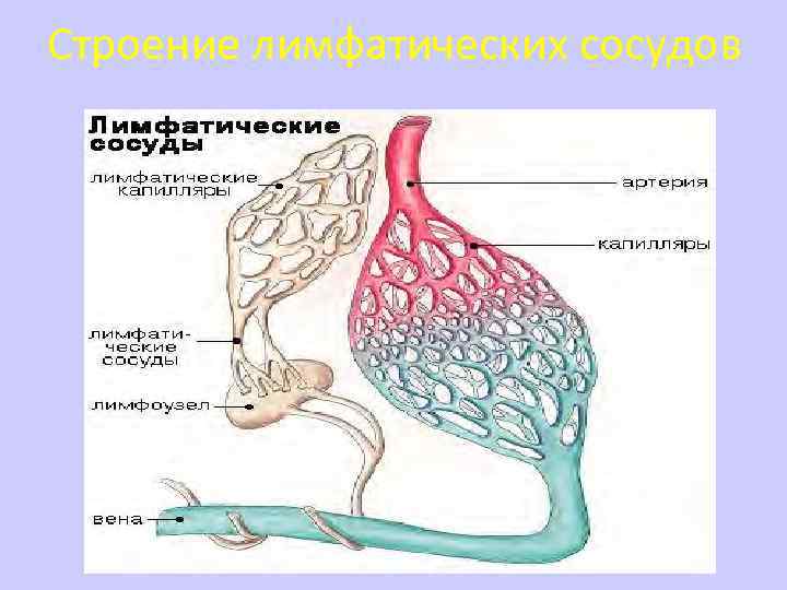 Лимфоузлы баранина схема