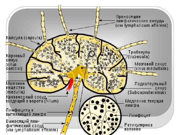 Строение лимфатического узла рисунок