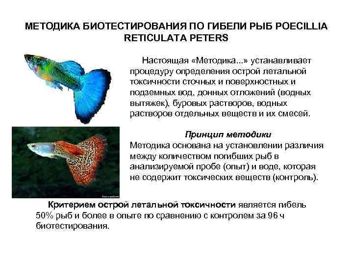 МЕТОДИКА БИОТЕСТИРОВАНИЯ ПО ГИБЕЛИ РЫБ POECILLIA RETICULATA PETERS Настоящая «Методика. . . » устанавливает