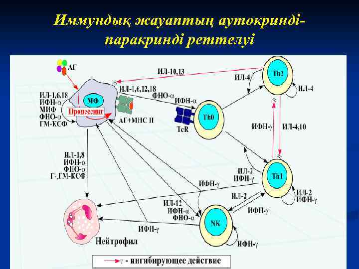 Иммундық жауаптың аутокриндіпаракринді реттелуі 