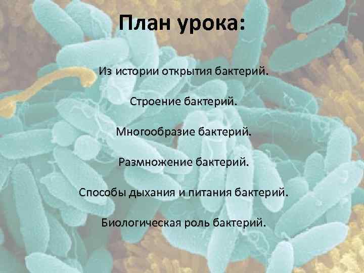 План урока: Из истории открытия бактерий. Строение бактерий. Многообразие бактерий. Размножение бактерий. Способы дыхания