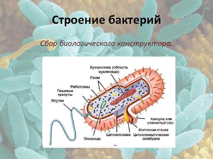 Строение бактерий Сбор биологического конструктора. 