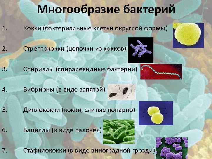 Многообразие бактерий 1. Кокки (бактериальные клетки округлой формы) 2. Стрептококки (цепочки из кокков) 3.