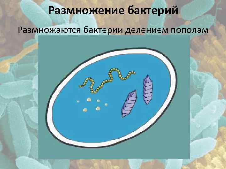 Размножение бактерий Размножаются бактерии делением пополам 