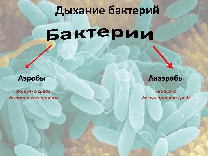 Дыхание бактерий Аэробы Живут в среде богатой кислородом Анаэробы Живут в бескилородной среде 