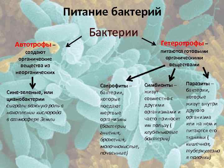 Питание бактерий Бактерии Автотрофы – питаются готовыми органическими веществами создают органические вещества из неорганических