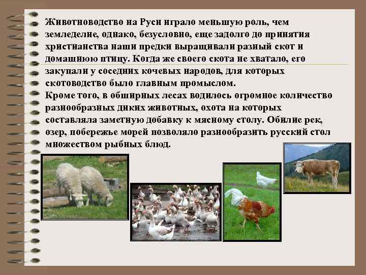 Животноводство на Руси играло меньшую роль, чем земледелие, однако, безусловно, еще задолго до принятия