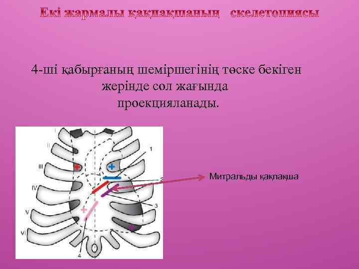 4 -ші қабырғаның шеміршегінің төске бекіген жерінде сол жағында проекцияланады. Митральды қақпақша 