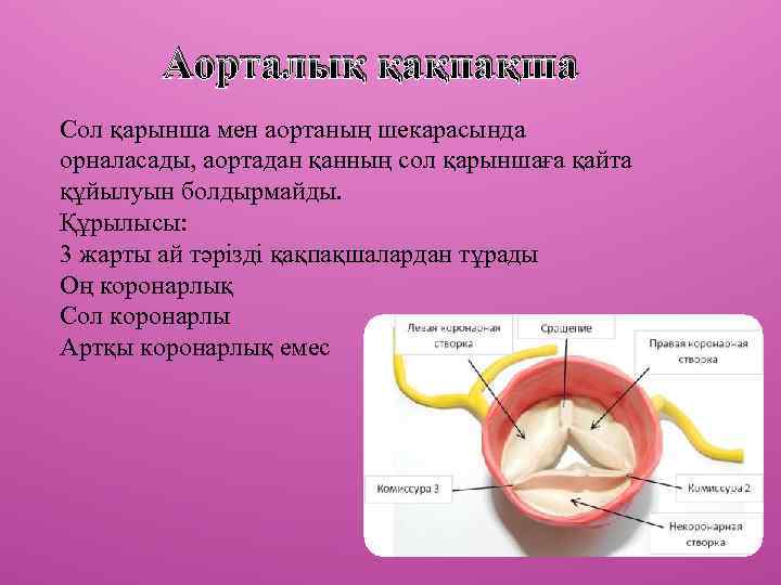 Аорталық қақпақша Сол қарынша мен аортаның шекарасында орналасады, аортадан қанның сол қарыншаға қайта құйылуын