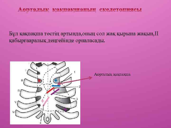 Бұл қақпақша төстің артында, оның сол жақ қырына жақын, II қабырғааралық деңгейінде орналасады. Аорталық