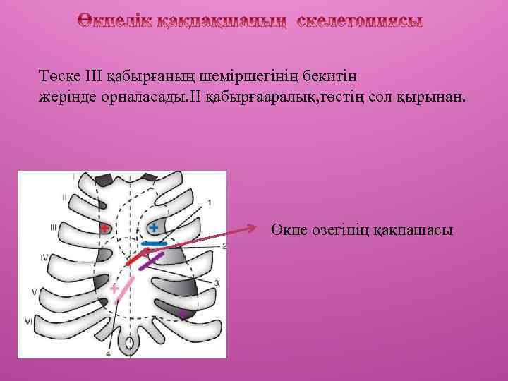 Төске III қабырғаның шеміршегінің бекитін жерінде орналасады. II қабырғааралық, төстің сол қырынан. Өкпе өзегінің