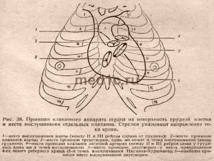 Клапаны сердца на грудной клетке. Точки проекции клапанов сердца. Проекция границ и клапанов сердца на грудную клетку. Проекции и точки аускультации клапанов сердца. Акустические точки проекции клапанов сердца.