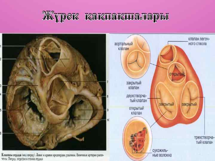 Жүрек қақпақшалары 