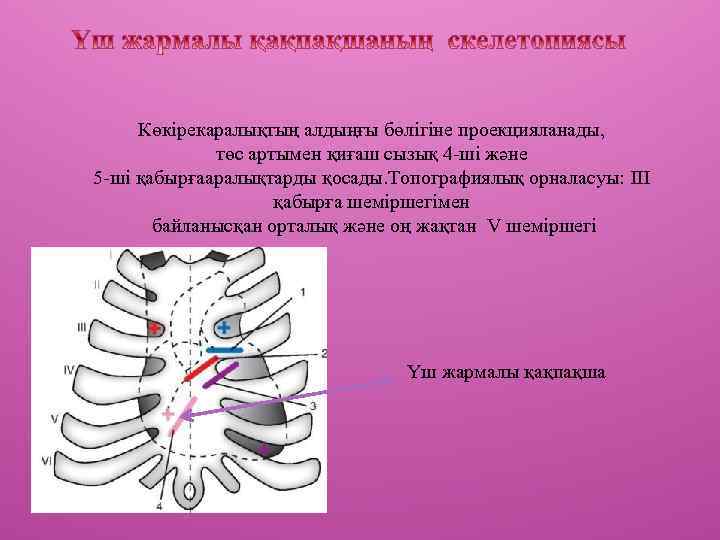 Көкірекаралықтың алдыңғы бөлігіне проекцияланады, төс артымен қиғаш сызық 4 -ші және 5 -ші қабырғааралықтарды