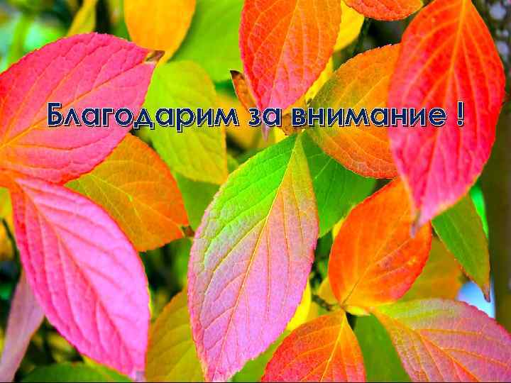 Благодарим за внимание ! 