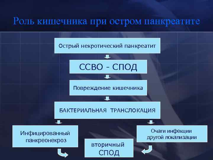 Роль кишечника при остром панкреатите Острый некротический панкреатит ССВО - СПОД Повреждение кишечника БАКТЕРИАЛЬНАЯ