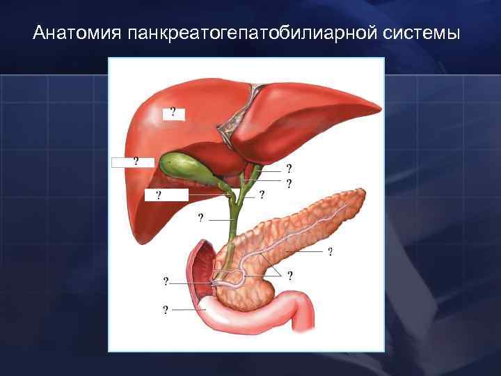 Анатомия панкреатогепатобилиарной системы 