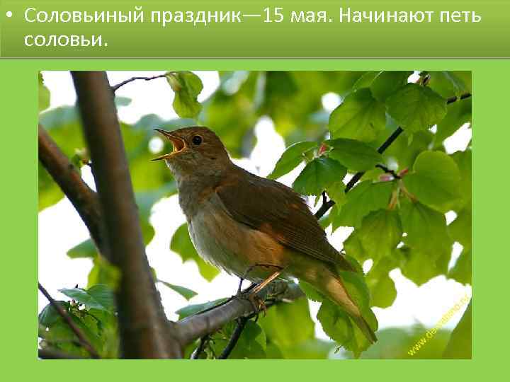  • Соловьиный праздник— 15 мая. Начинают петь соловьи. 