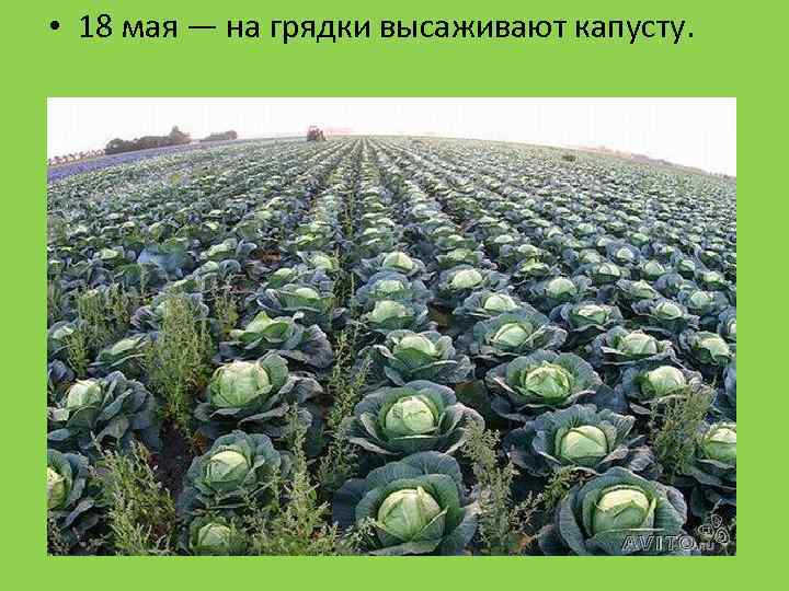  • 18 мая — на грядки высаживают капусту. 